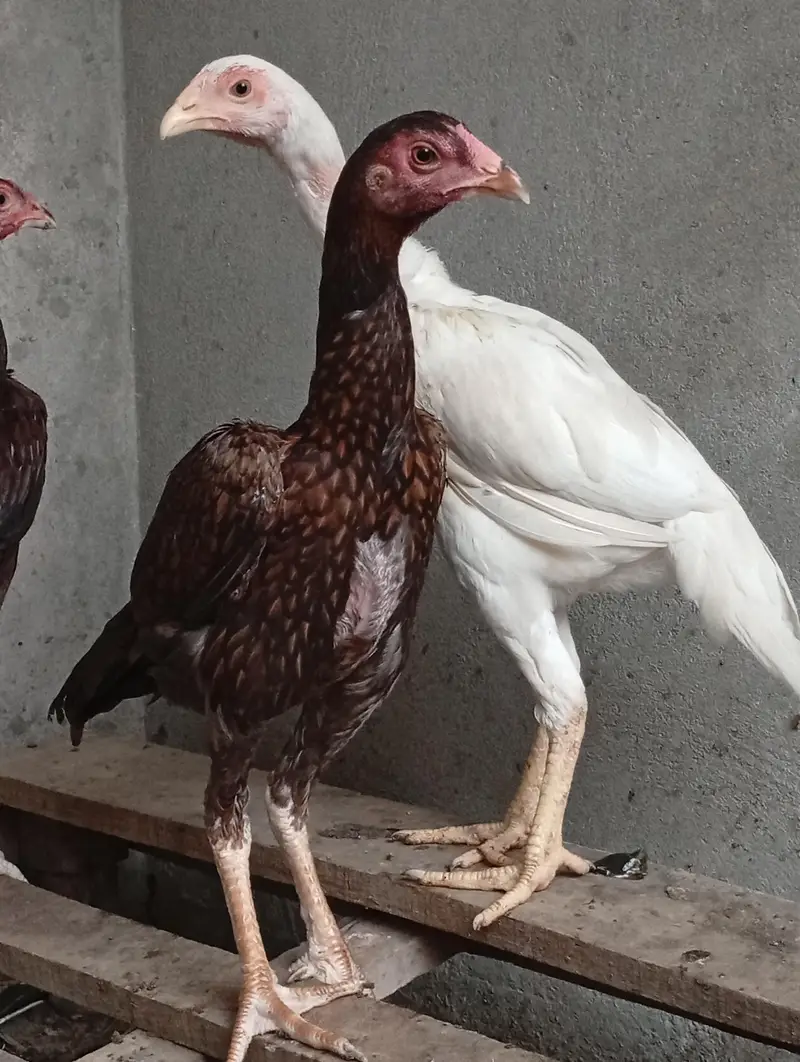 aseel chicks long hight vaitnami aseel cross Heera aseel — photo 5