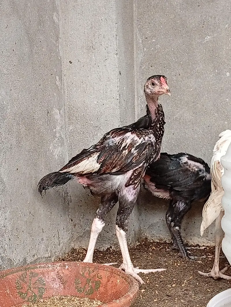 aseel chicks long hight vaitnami aseel cross Heera aseel — photo 10