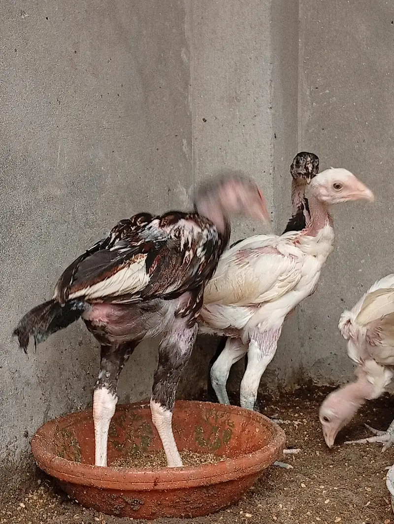 aseel chicks long hight vaitnami aseel cross Heera aseel — photo 12