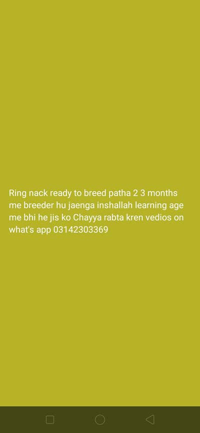 ring nack ready to breed tayar patha