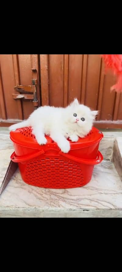 persian cat for sale