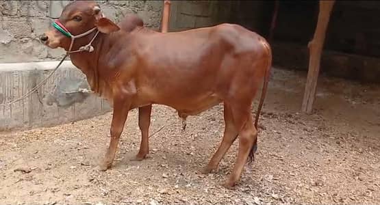 Qurbani 2027 bull for sale