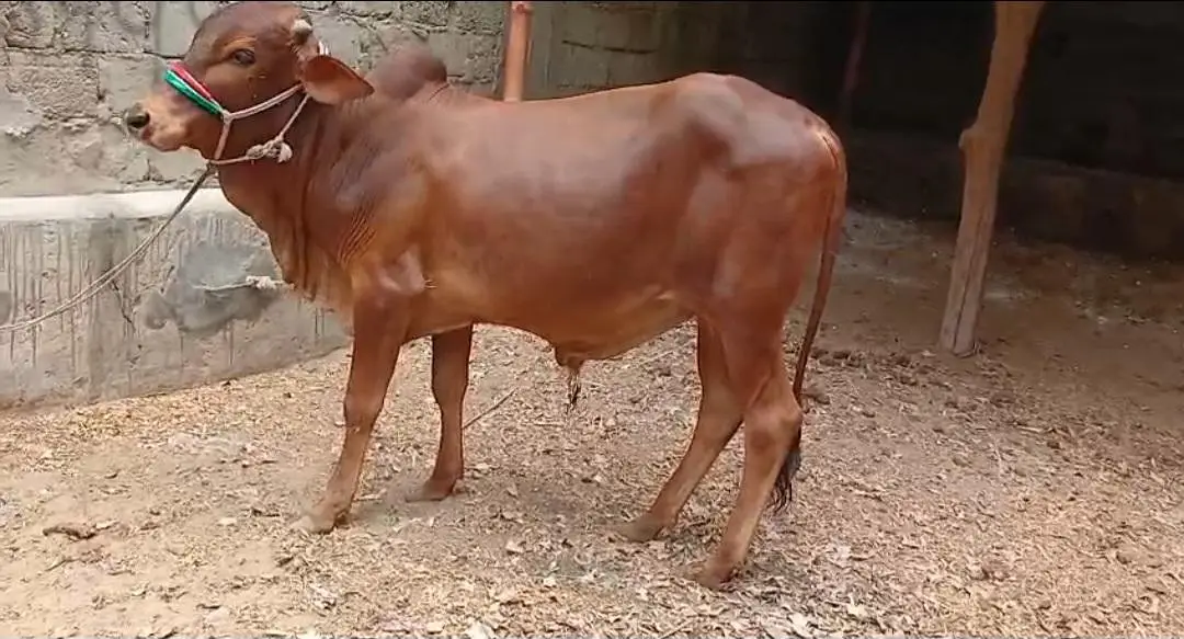 Qurbani 2027 bull for sale