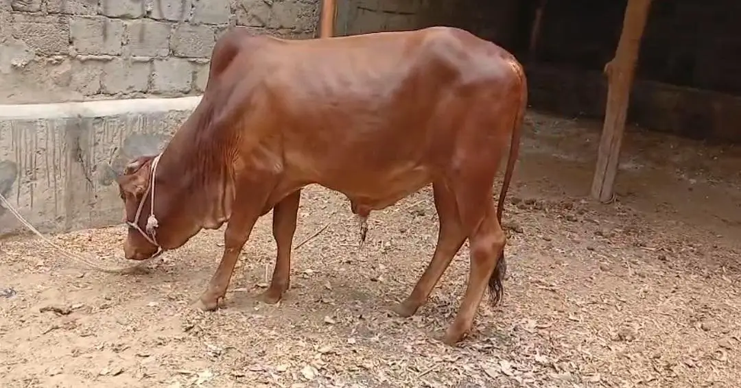 Qurbani 2027 bull for sale — photo 2