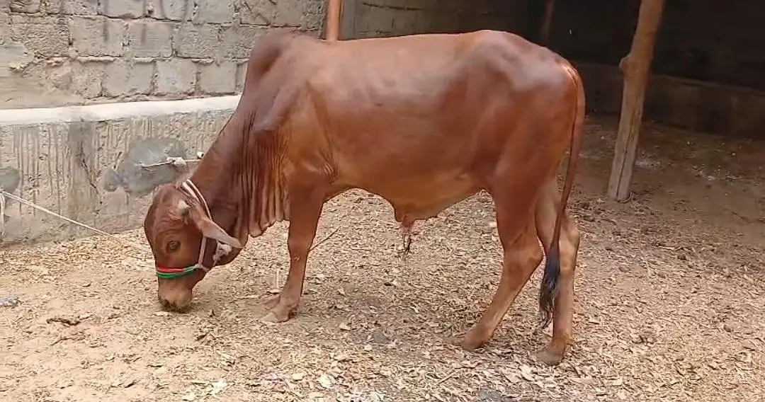 Qurbani 2027 bull for sale — photo 3