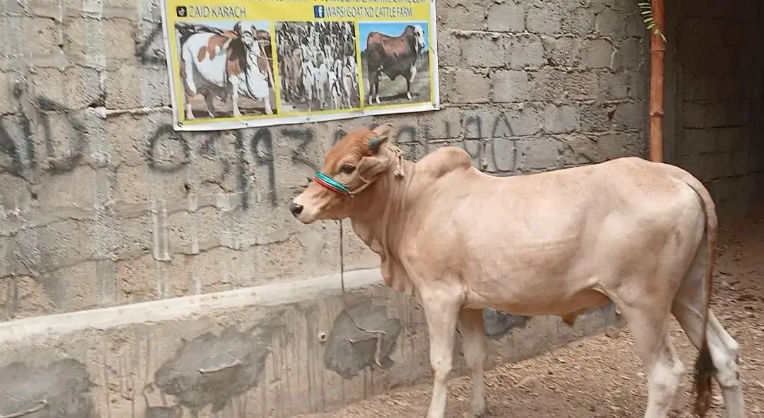 Qurbani 2027 bull for sale — photo 4