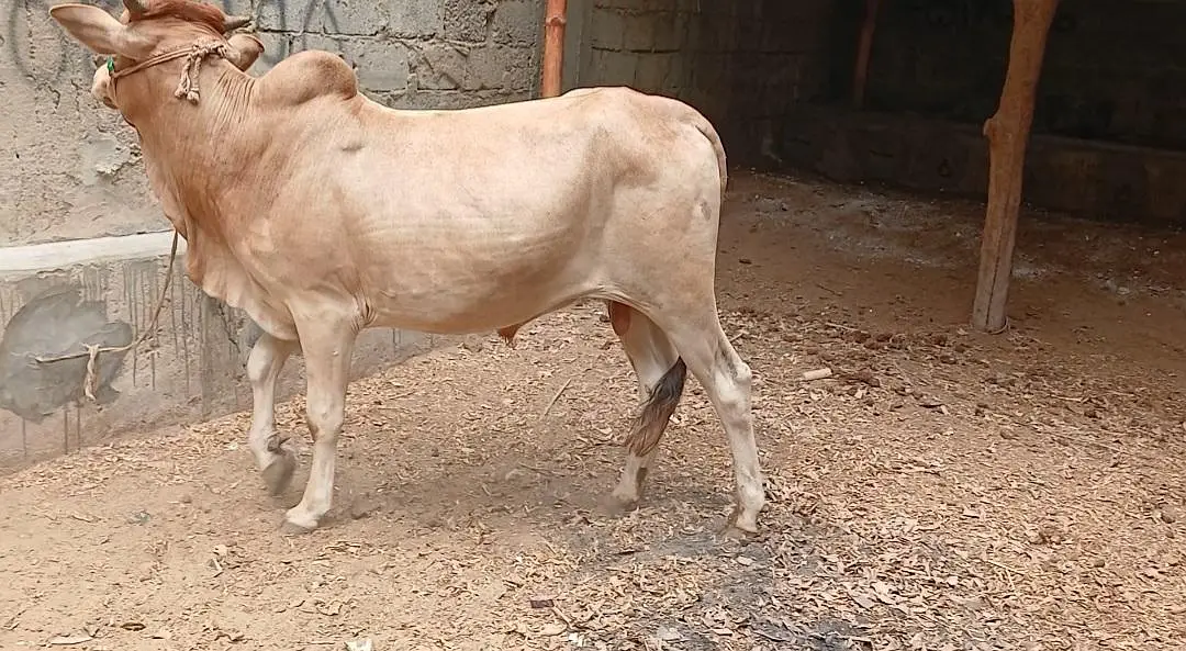 Qurbani 2027 bull for sale — photo 5
