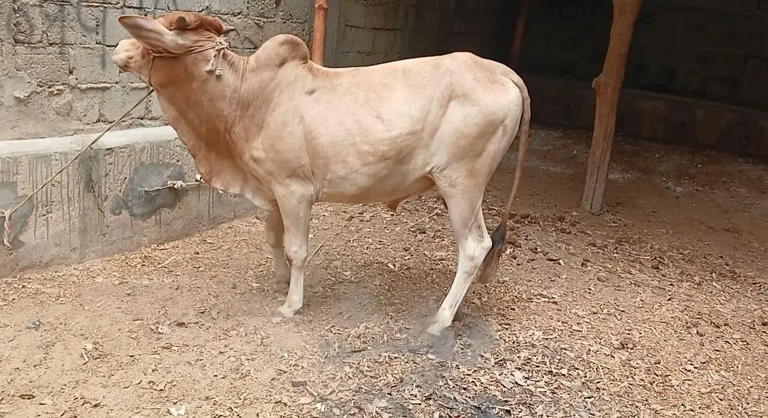 Qurbani 2027 bull for sale — photo 6