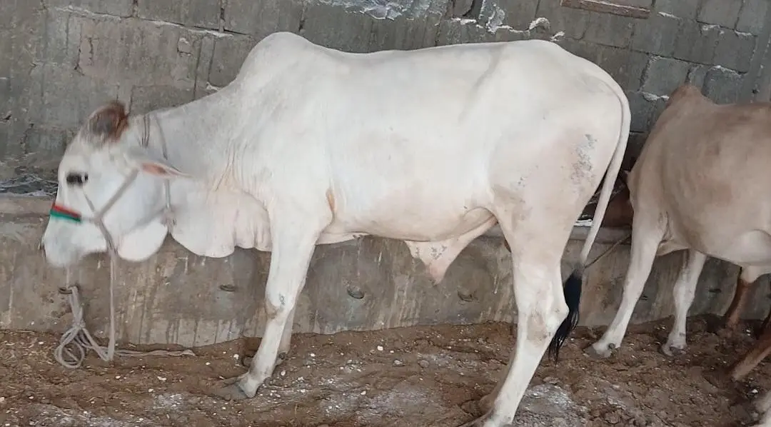 Qurbani 2027 bull for sale — photo 7