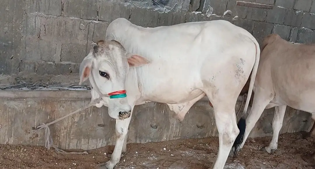 Qurbani 2027 bull for sale — photo 8