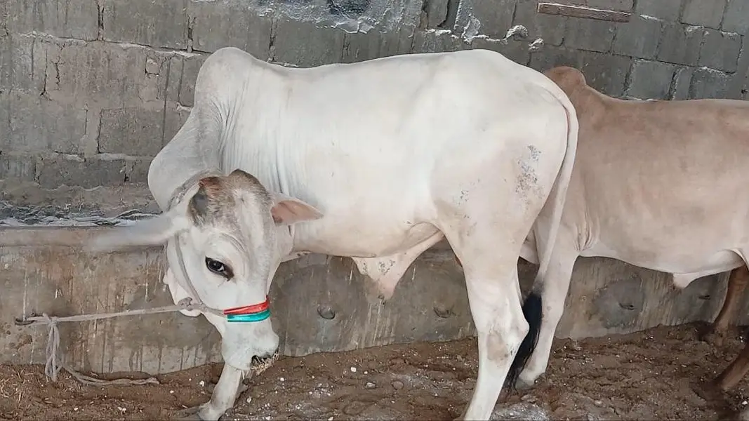 Qurbani 2027 bull for sale — photo 9