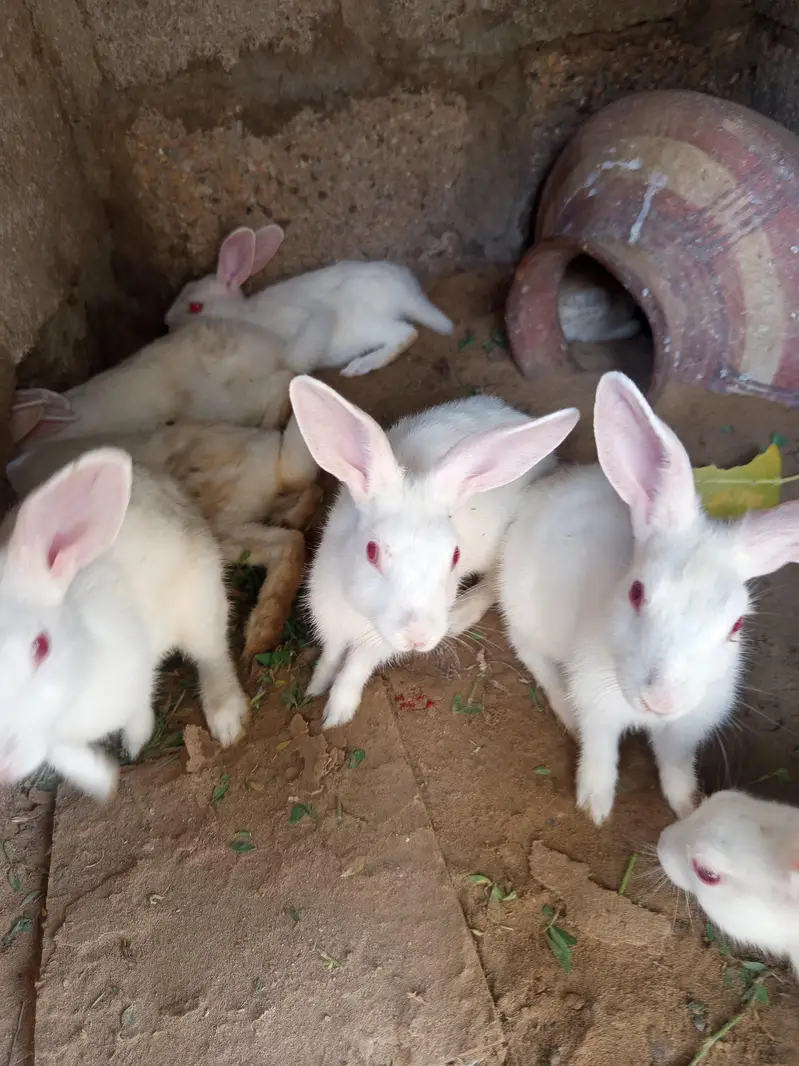 healthy rabbit red eyes — photo 2