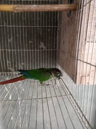 Green chicks conure