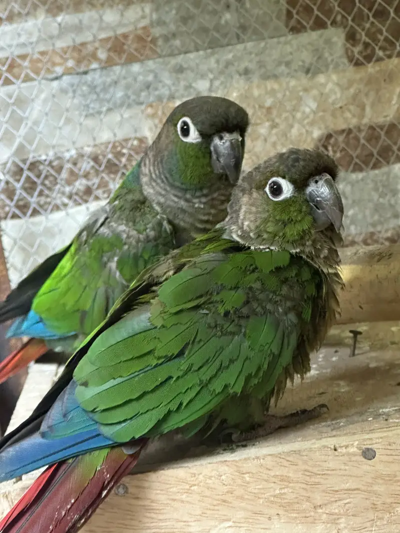 Green chicks conure — photo 2