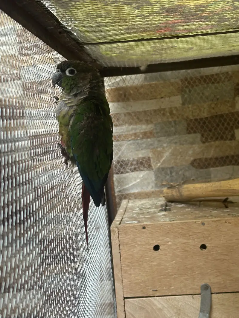 Green chicks conure — photo 3