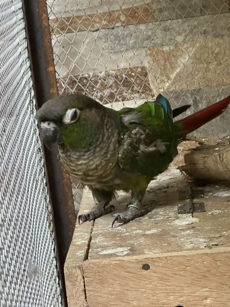 Green chicks conure — photo 4