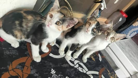 Kittens for sale | breed : calico | 3 cute kittens