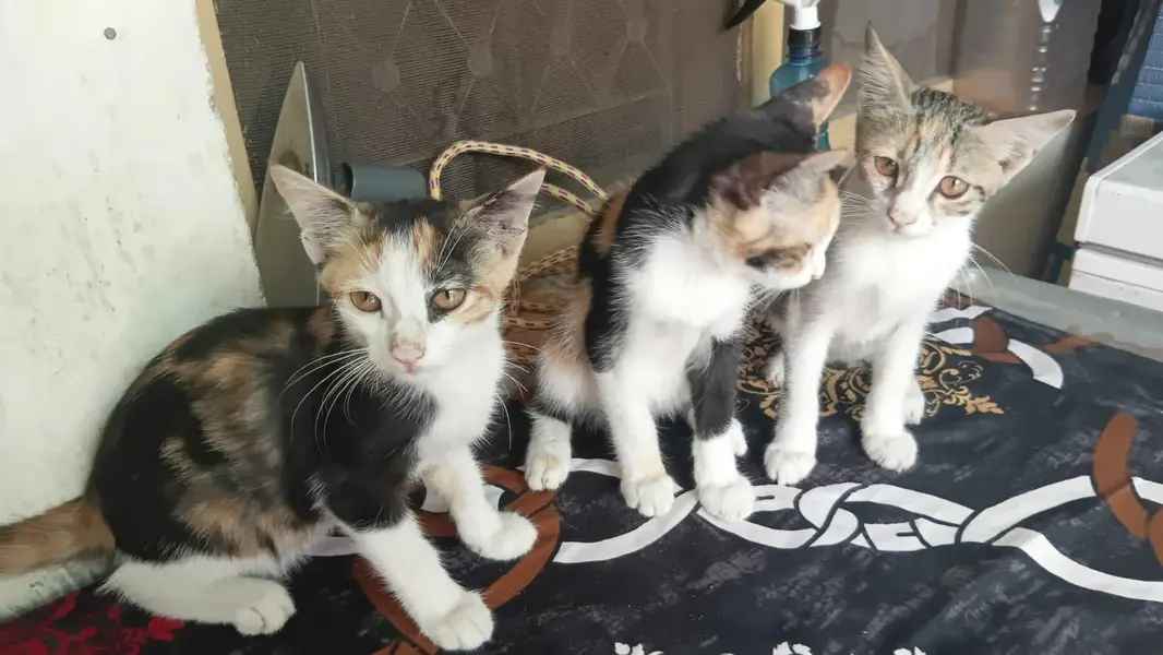 Kittens for sale | breed : calico | 3 cute kittens — photo 2