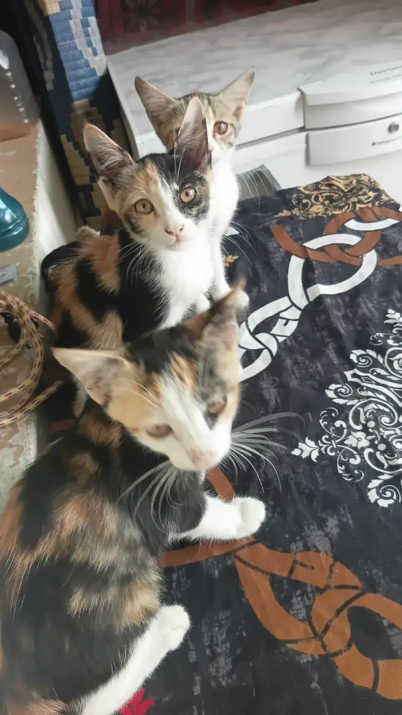 Kittens for sale | breed : calico | 3 cute kittens — photo 3