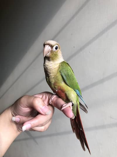 Tame pineapple conure with dna