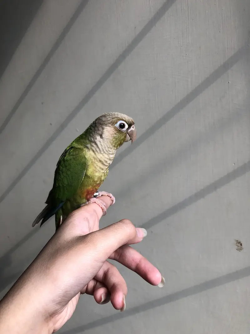 Tame pineapple conure — photo 5