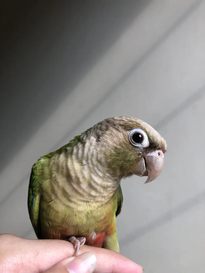 Tame pineapple conure — photo 6