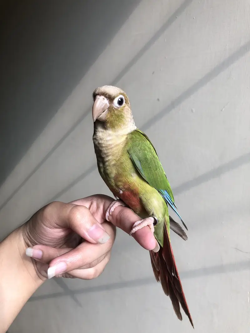 Tame pineapple conure — photo 7
