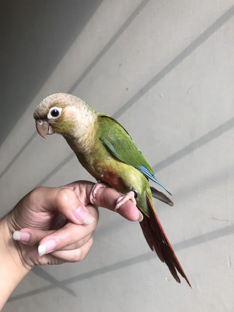 Tame pineapple conure — photo 8