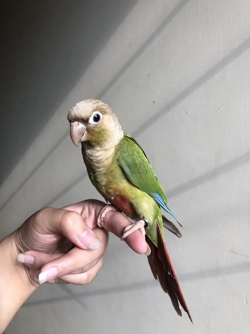 Tame pineapple conure — photo 9