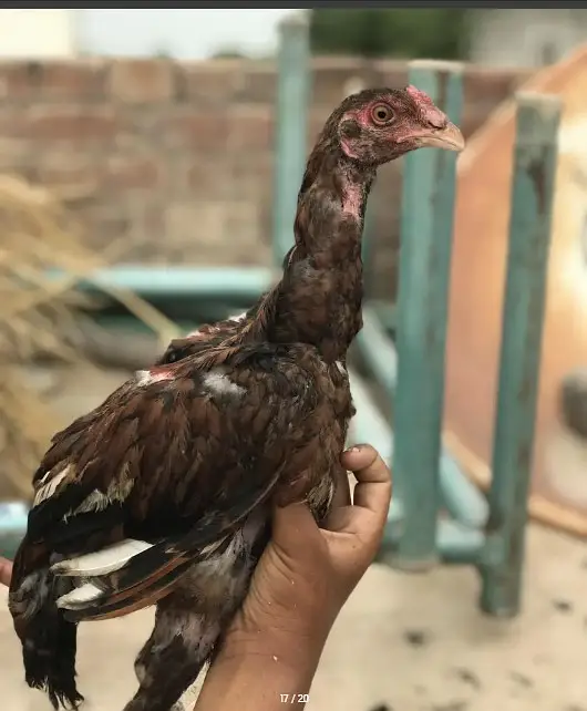 O Shamo chicks | Aseel Hens |  Dragon Asel chicks |  Hens For sale — photo 12