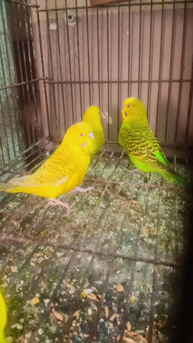 Different bird's for sale in reasonable price
