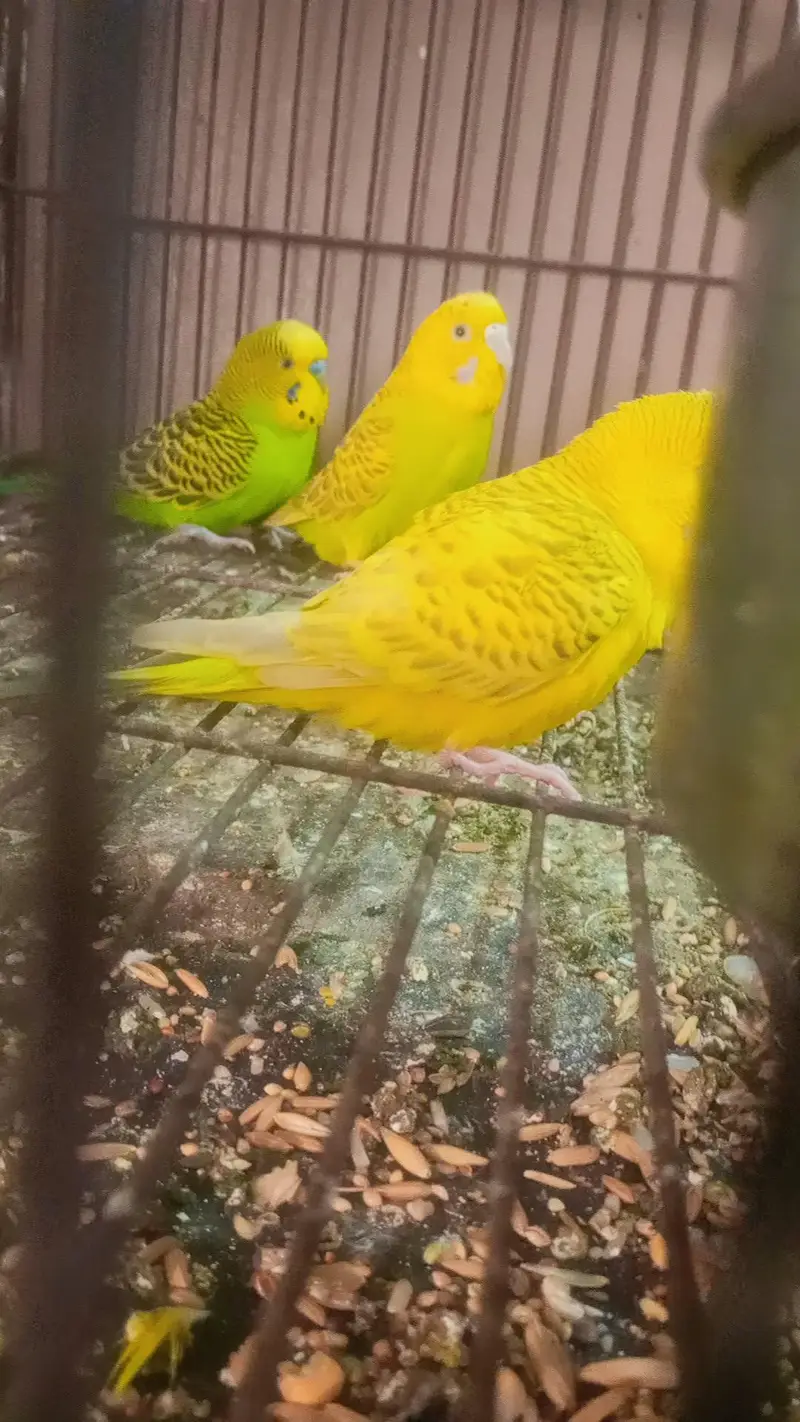 Different bird's for sale in reasonable price — photo 2
