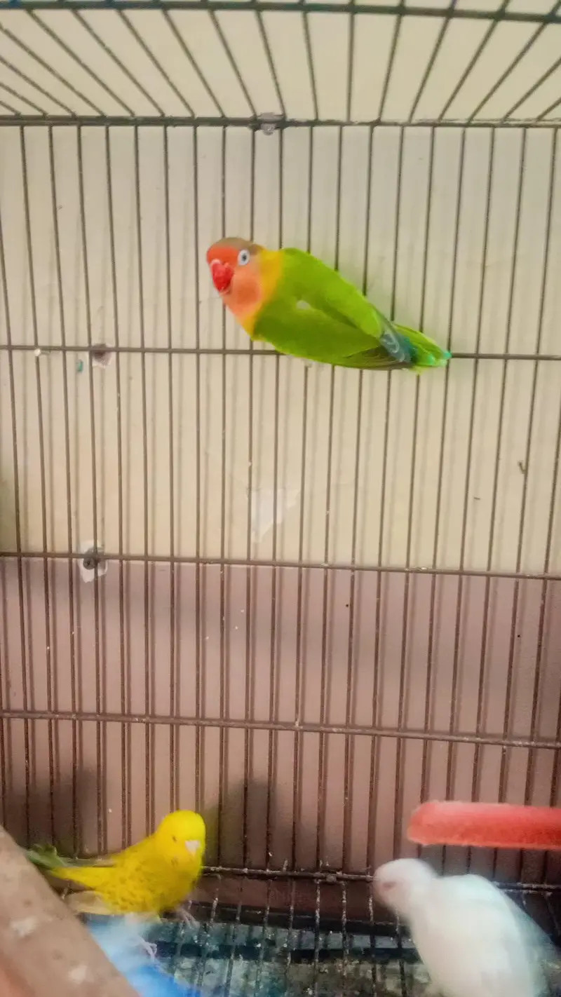 Different bird's for sale in reasonable price — photo 3