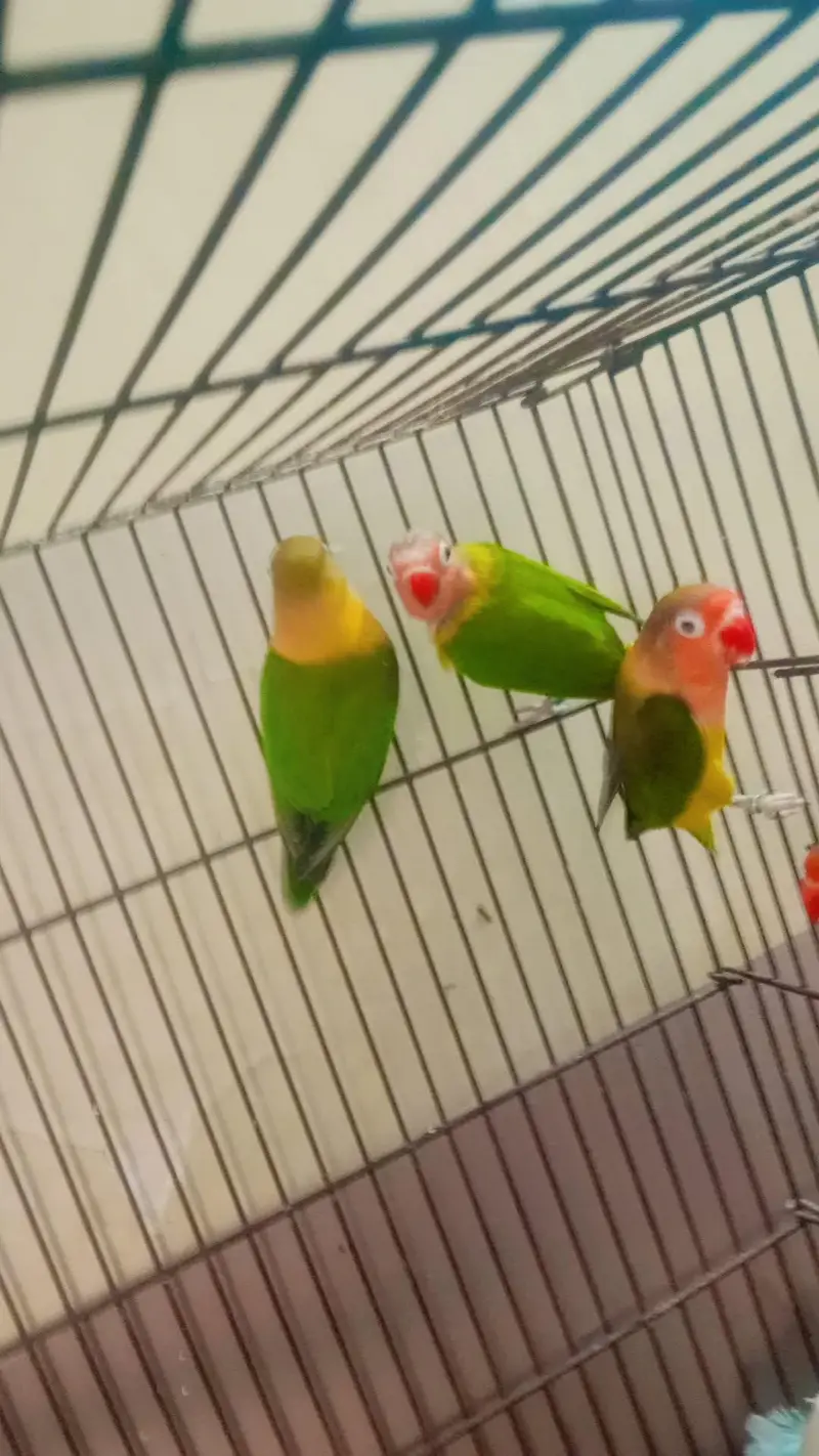 Different bird's for sale in reasonable price — photo 4