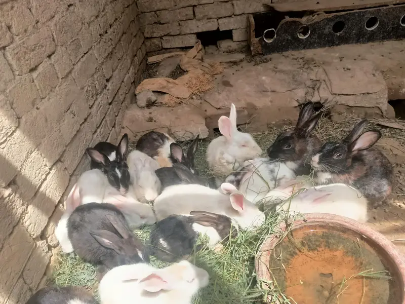 Colony sell — photo 2