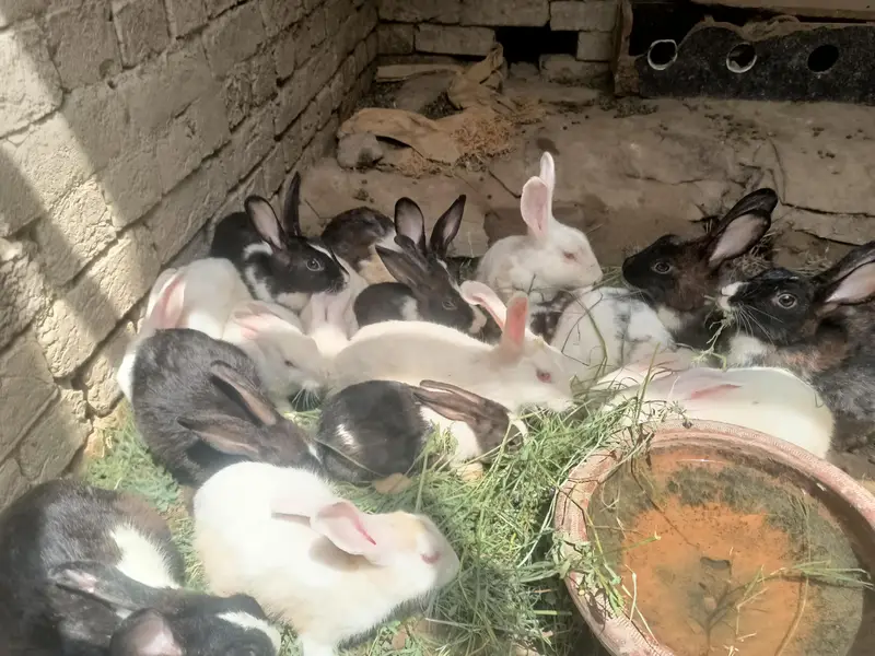 Colony sell — photo 3