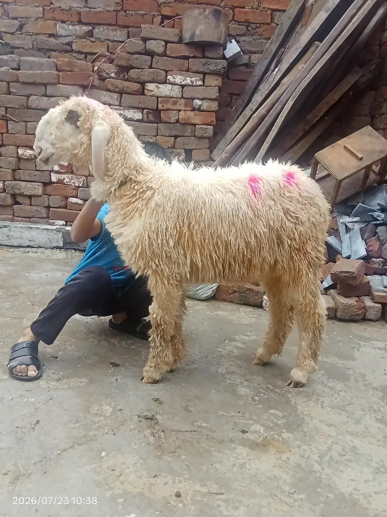 beautiful male chatra