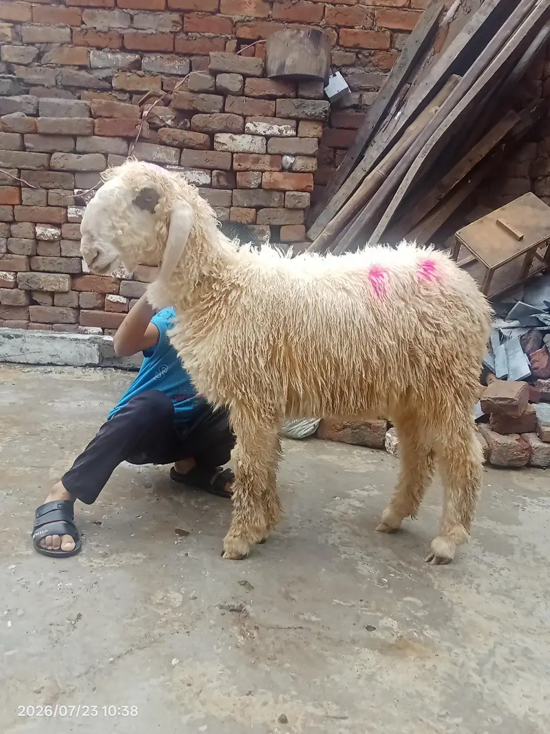 beautiful male chatra — photo 2