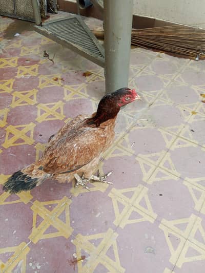 Pure Aseel murgi for sale