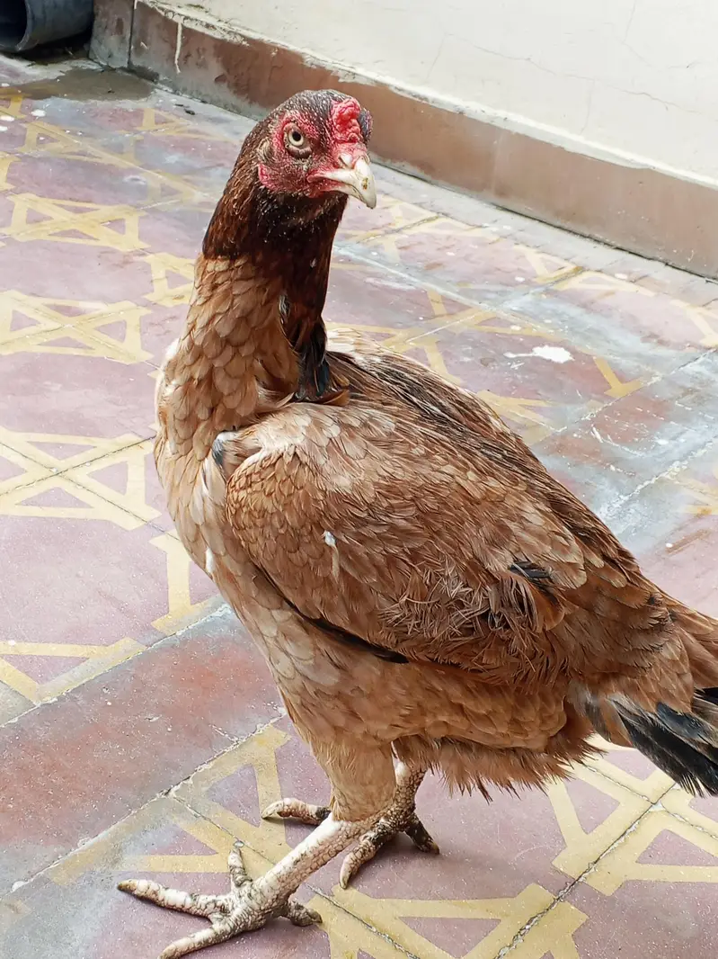 Pure Aseel murgi for sale — photo 2