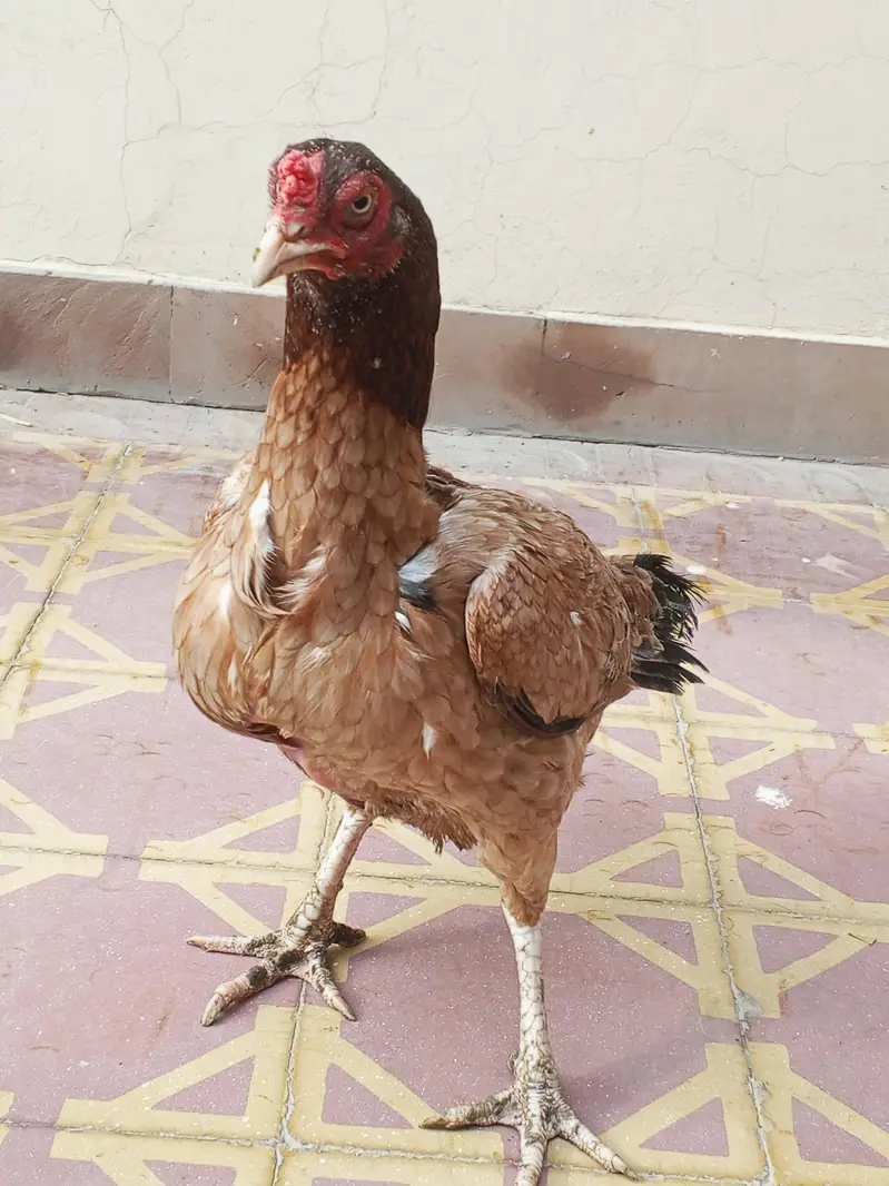 Pure Aseel murgi for sale — photo 3