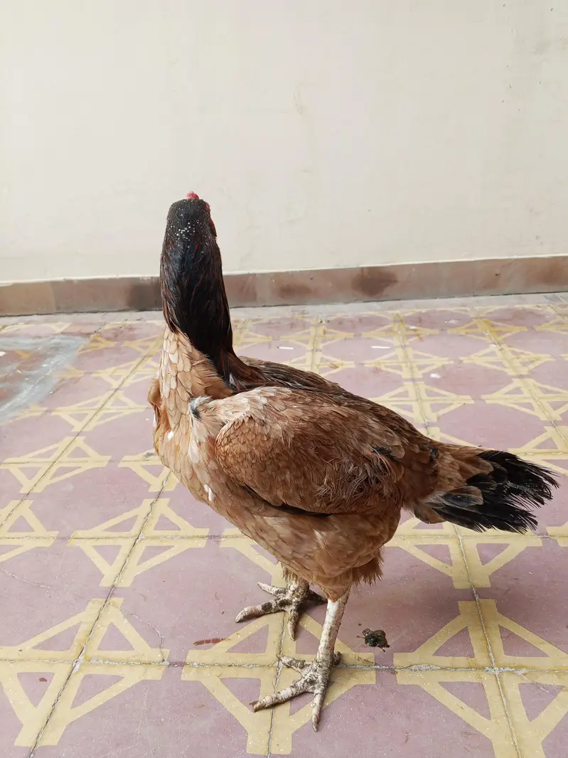 Pure Aseel murgi for sale — photo 4