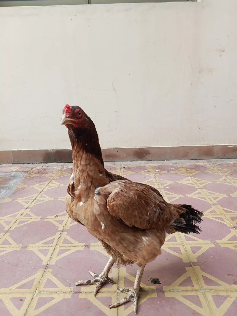 Pure Aseel murgi for sale — photo 5