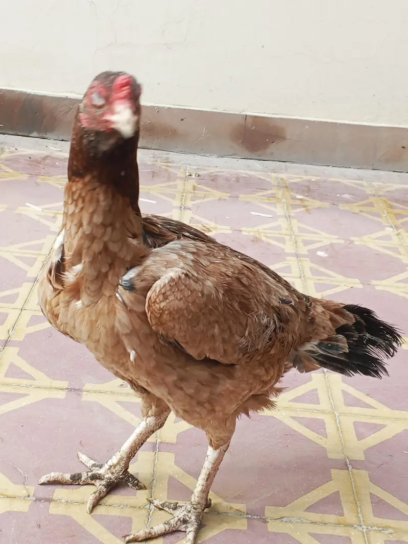 Pure Aseel murgi for sale — photo 7