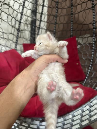kittens available 03225625576 WhatsApp