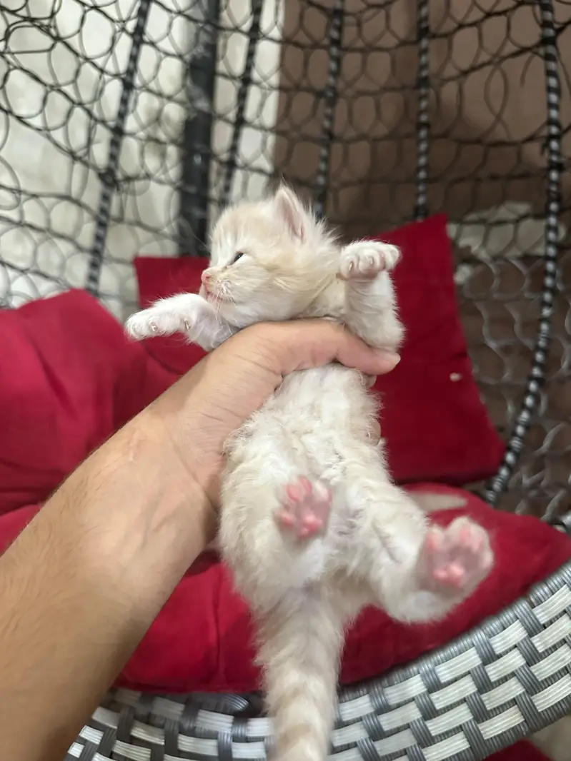 kittens available 03225625576 WhatsApp