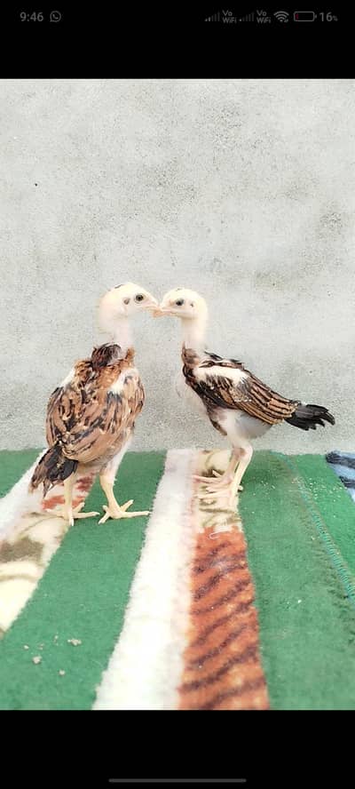 aseel chicks