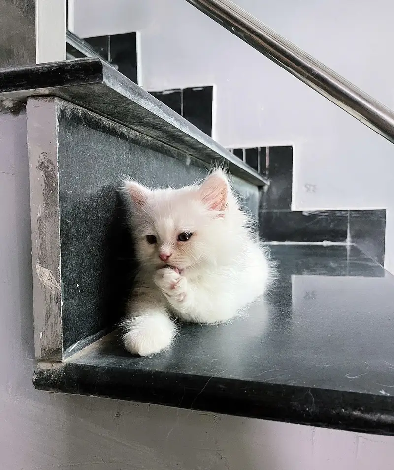 Male Persian White Kitten ( 2 months old)
