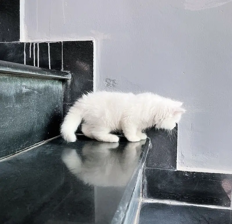 Male Persian White Kitten ( 2 months old) — photo 2