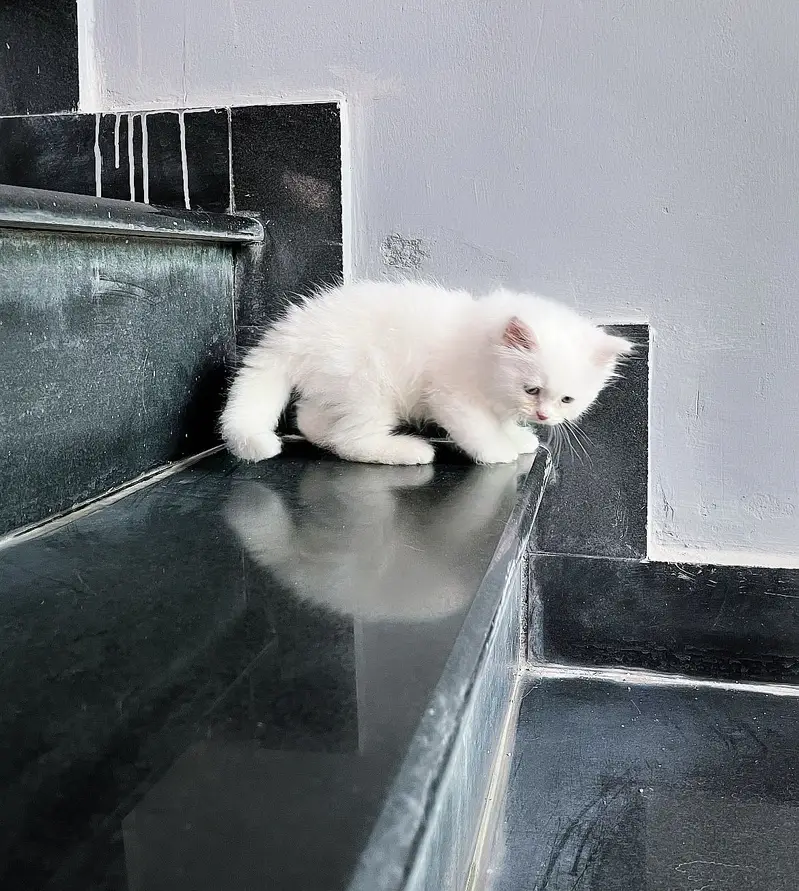 Male Persian White Kitten ( 2 months old) — photo 3